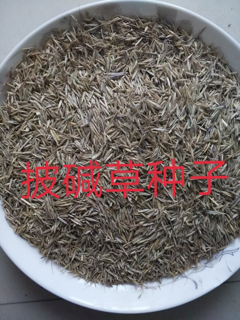 披碱草种子