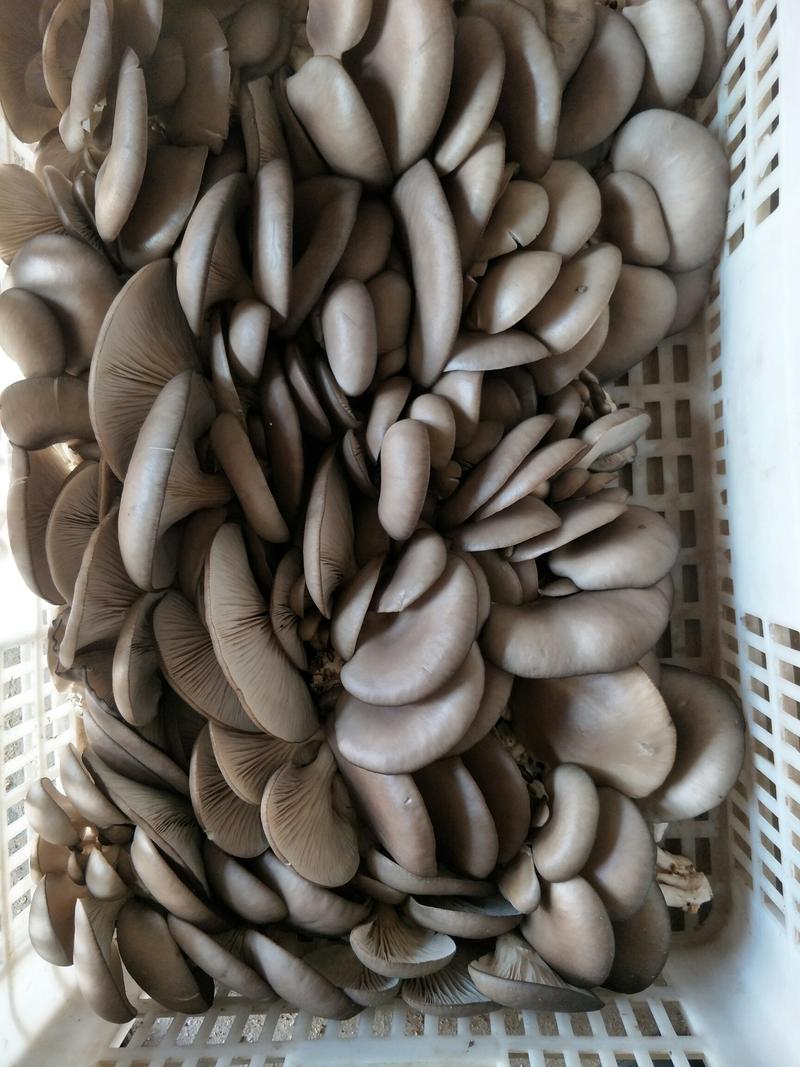 【畅销】灰白平菇现摘现发质优价廉千亩蘑菇基地