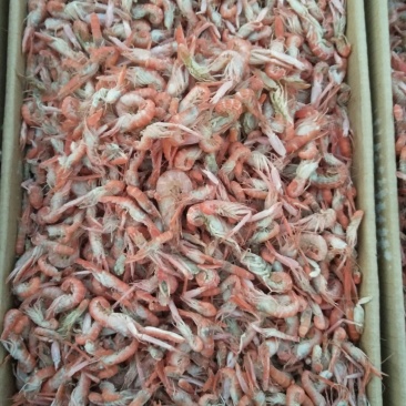 野生钩虾