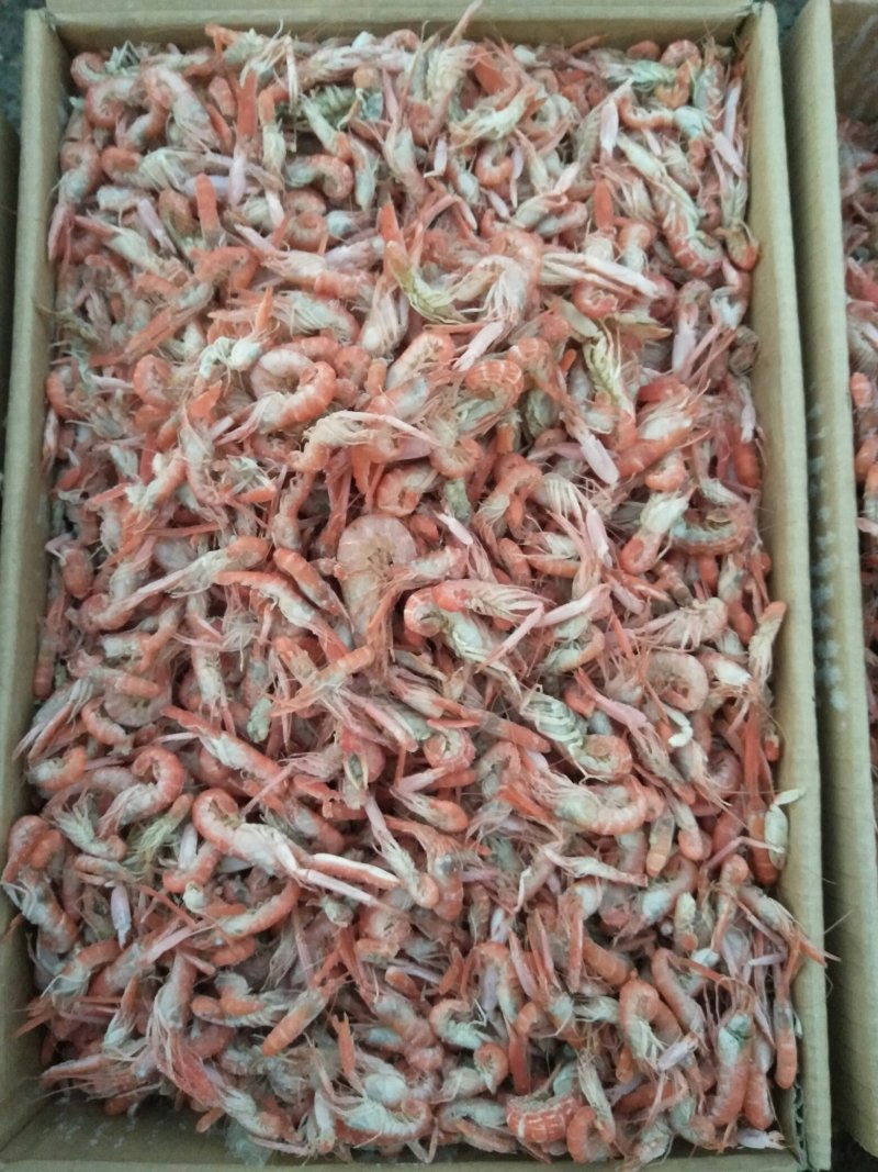 野生钩虾