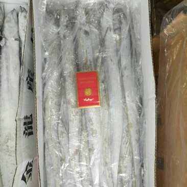 刀鱼