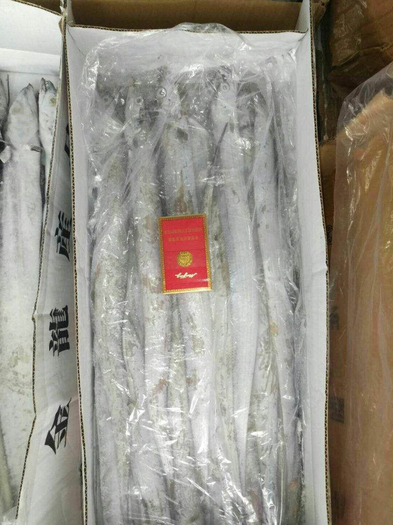 刀鱼
