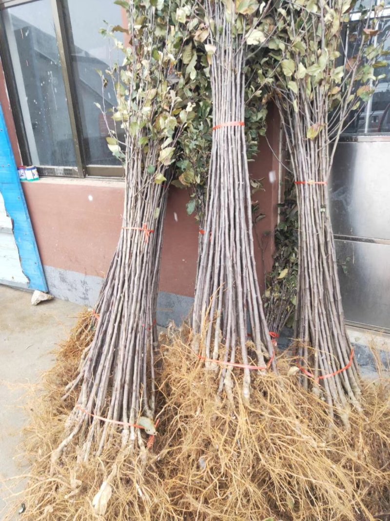 蜂糖李苗基地直销品质保证嫁接苗包成活