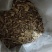 鸟不企全根