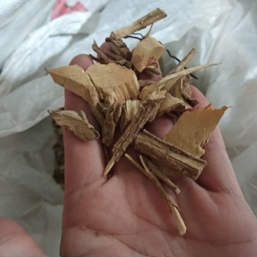 鸟不企全根