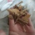 鸟不企全根
