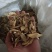鸟不企全根