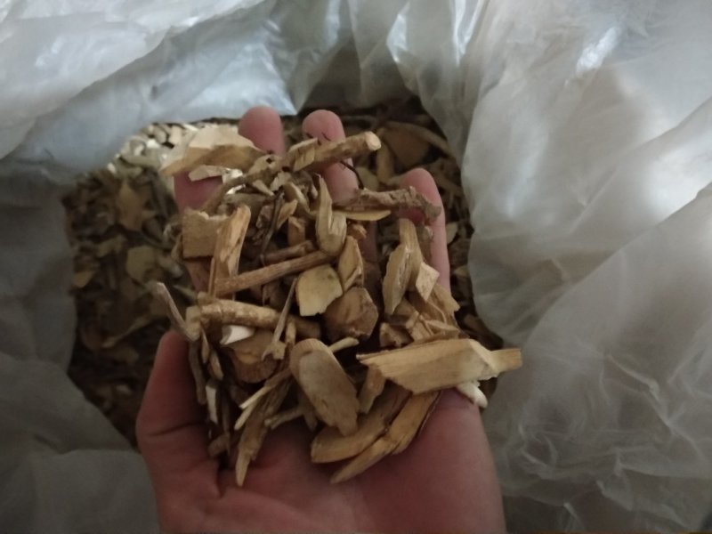 鸟不企全根