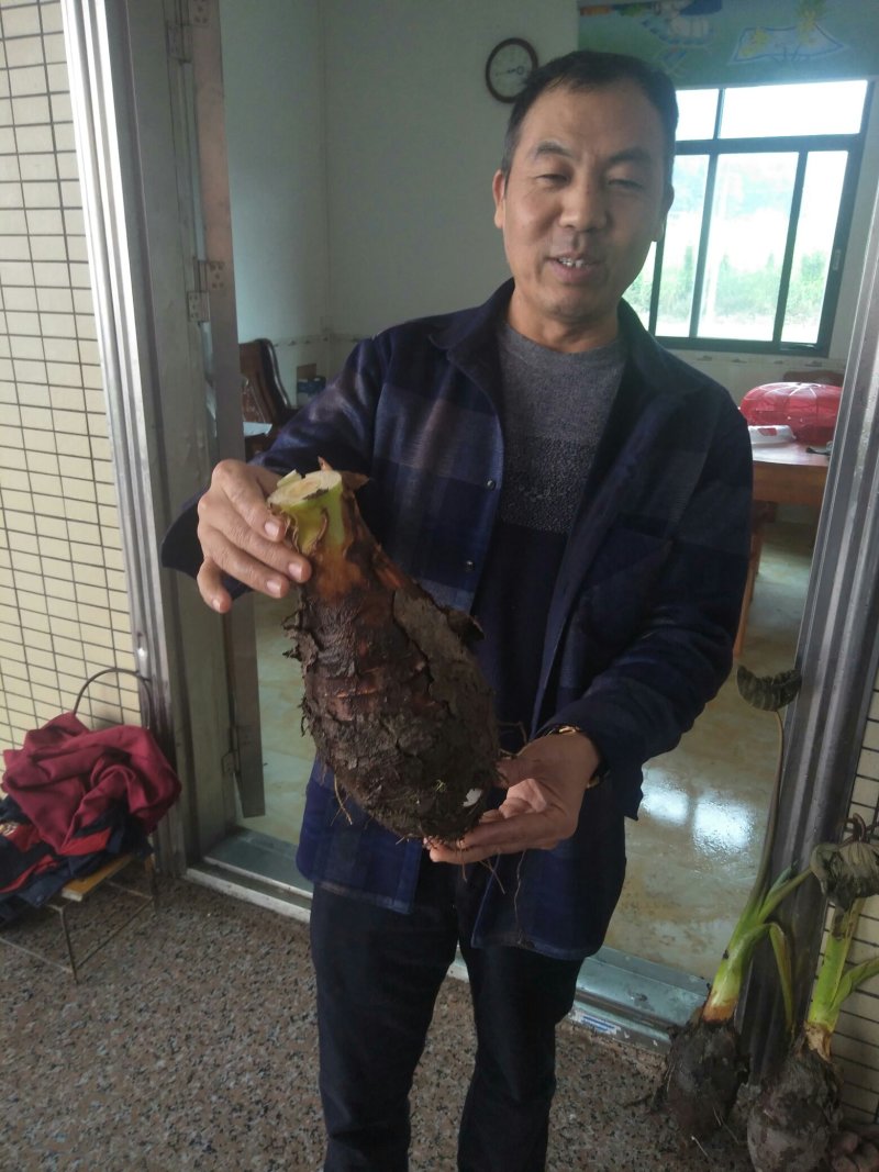 韶关合浦香芋，大，粉，糯