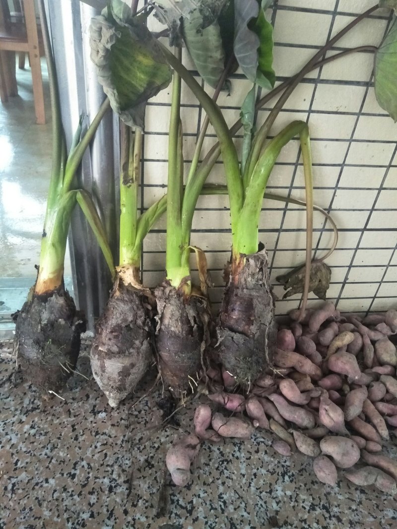 韶关合浦香芋，大，粉，糯