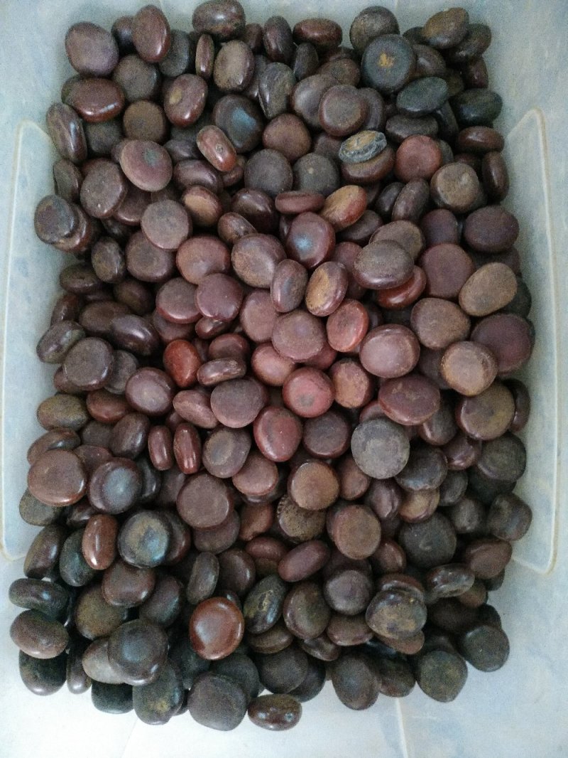 木腰子