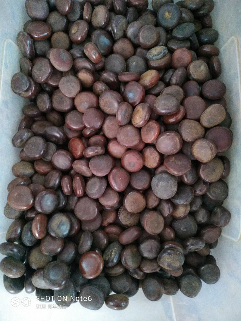 木腰子