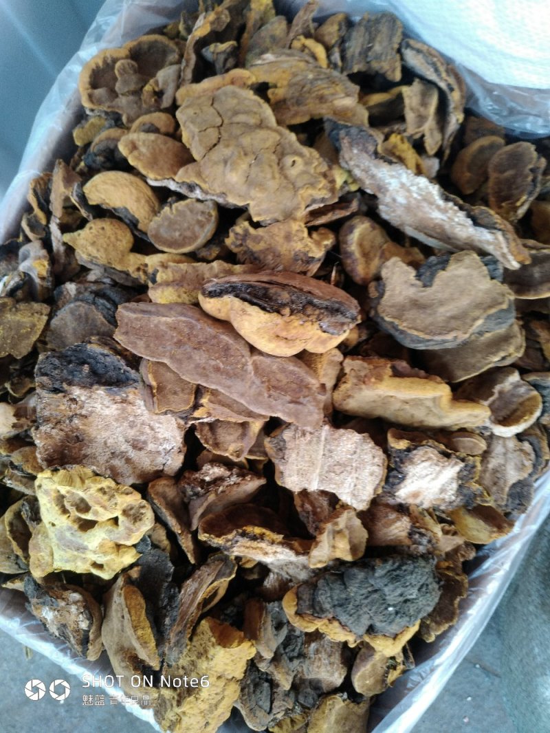 桑黄
