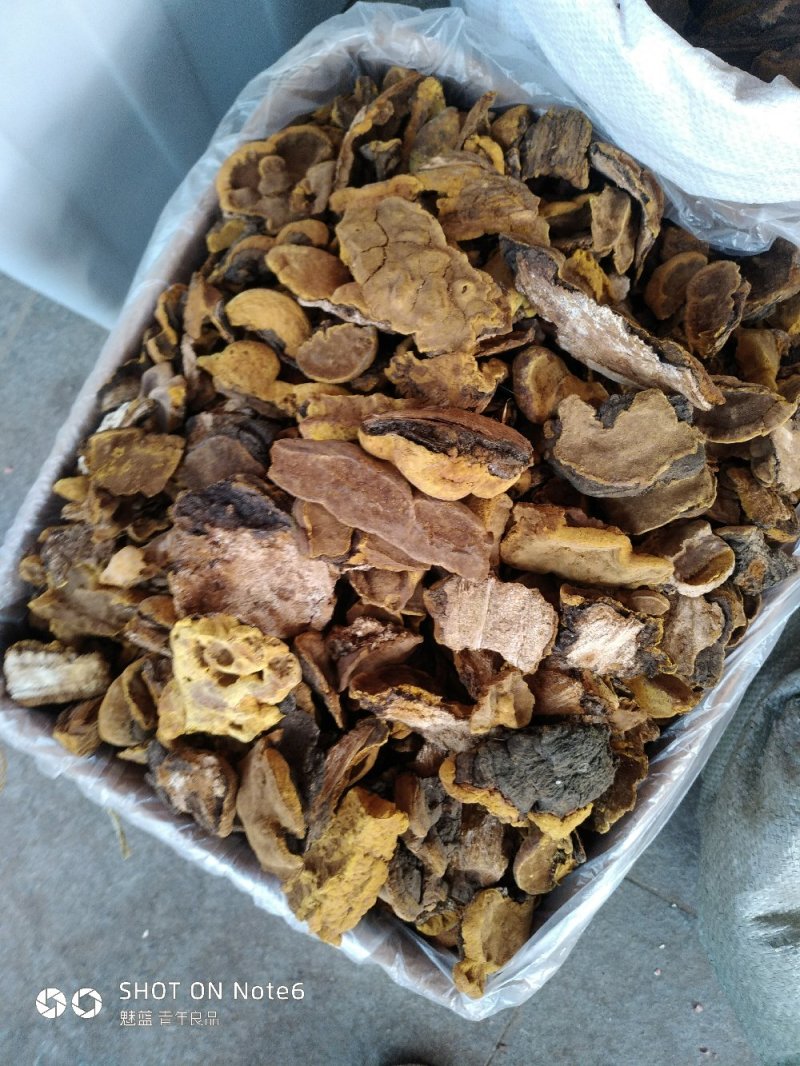 桑黄