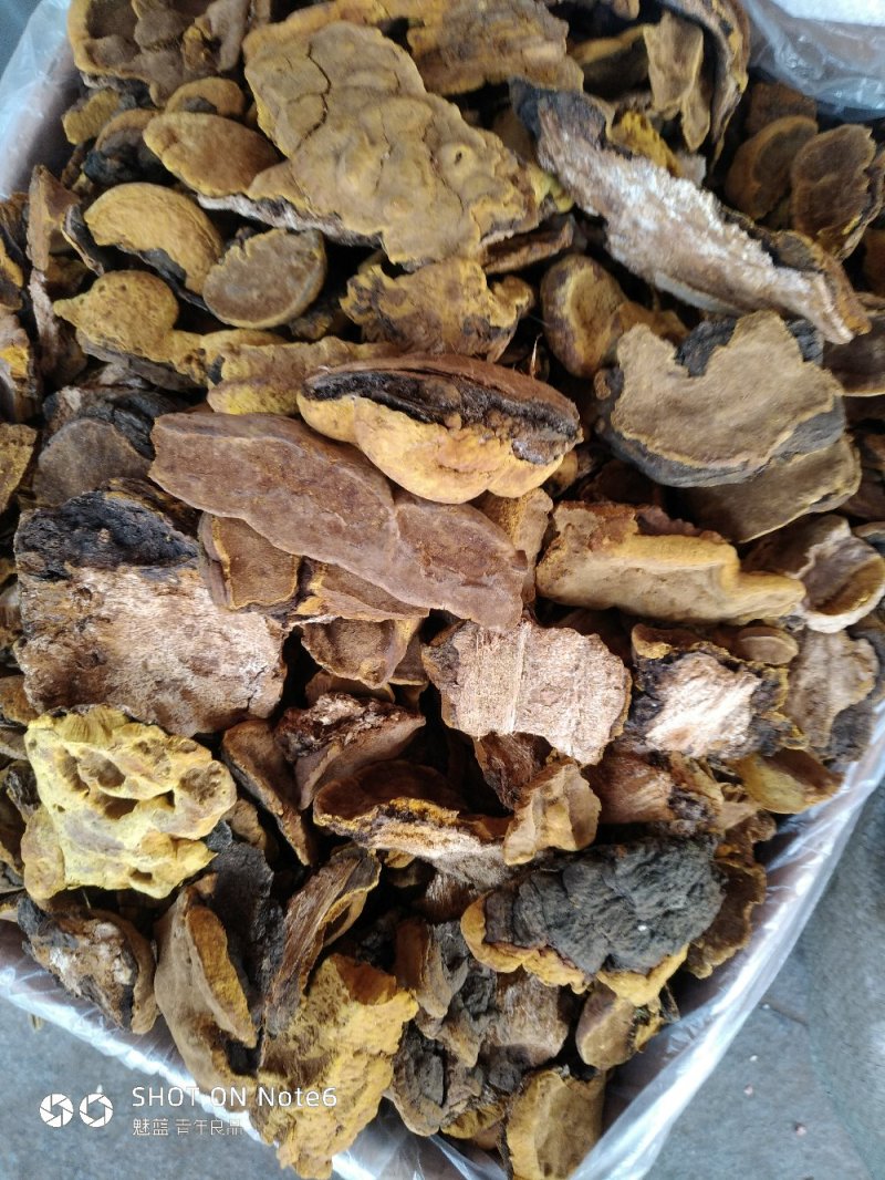 桑黄