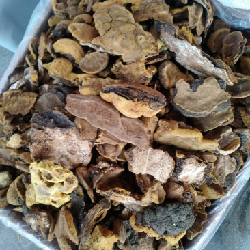 桑黄