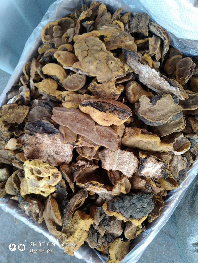 桑黄