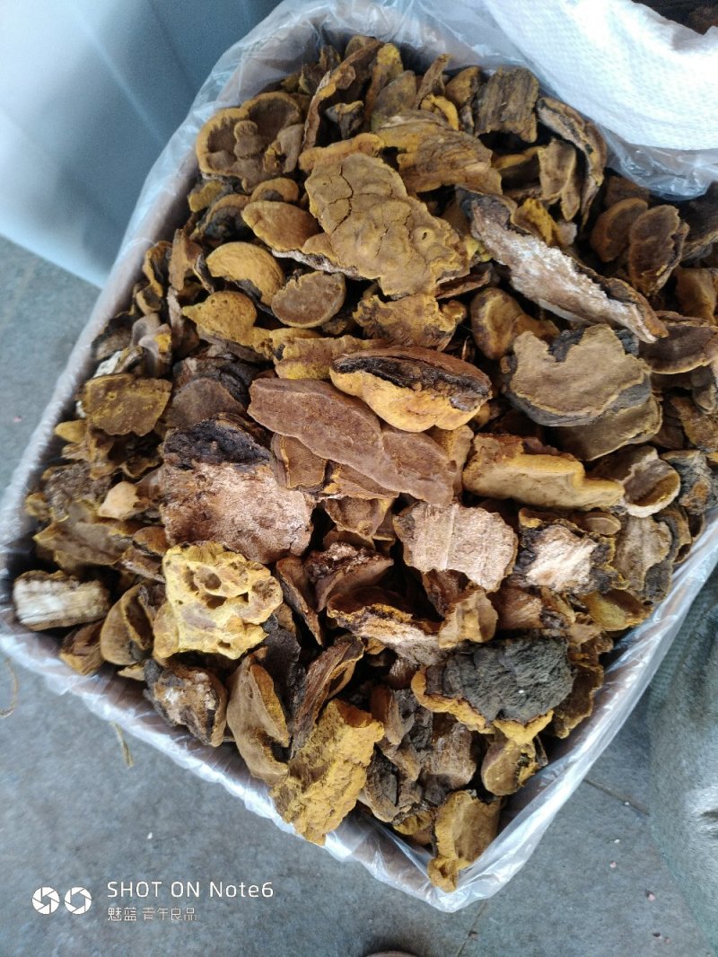 桑黄