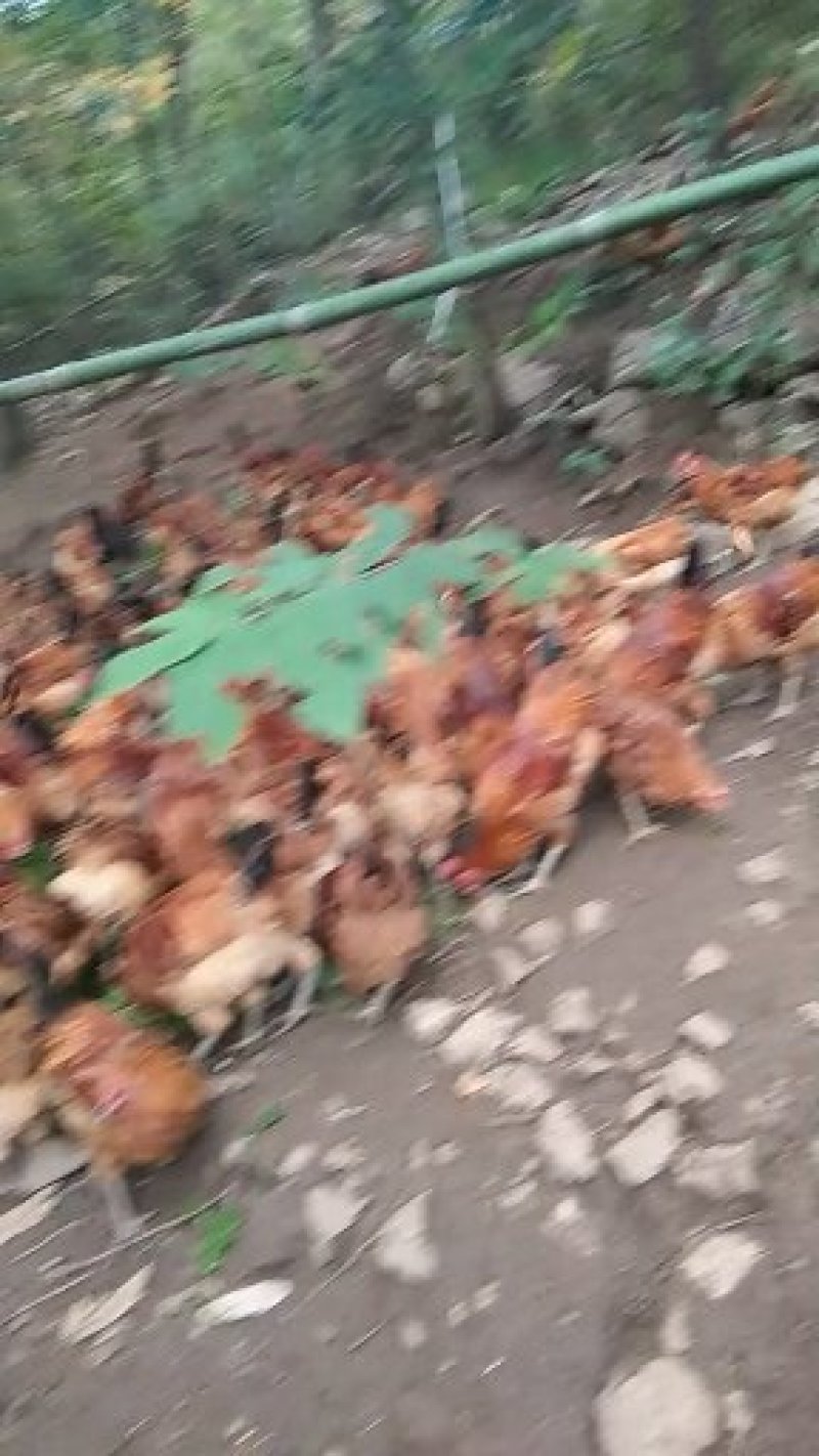 禽畜牧蛋肉
