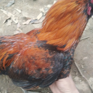 禽畜牧蛋肉