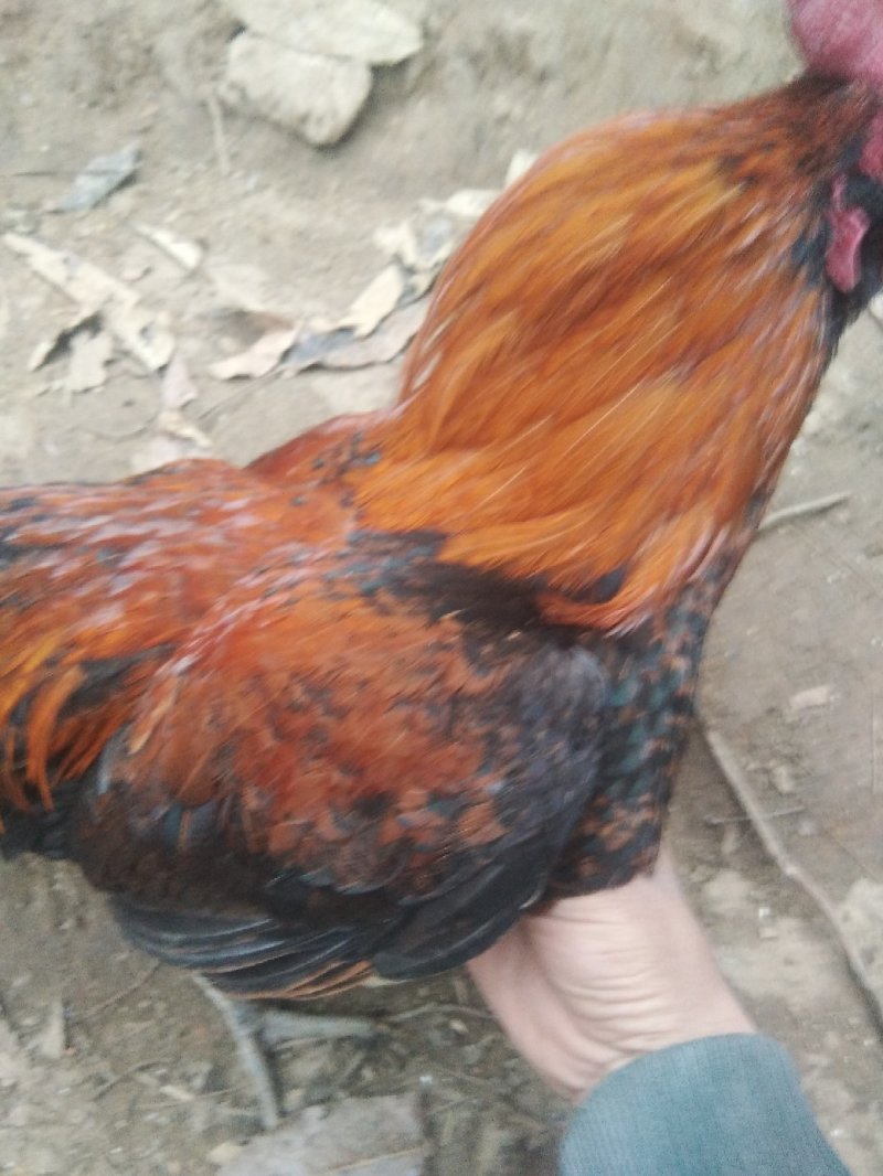 禽畜牧蛋肉