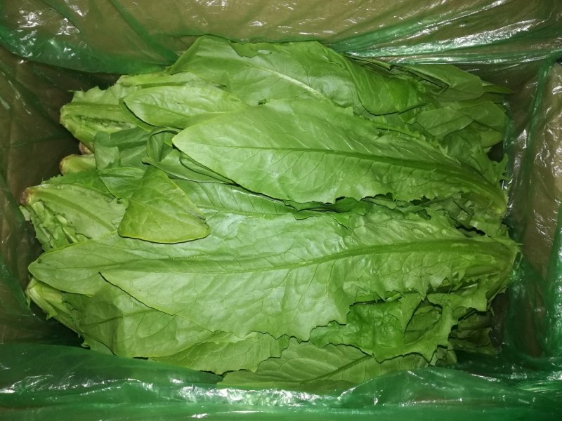 精品白菜，精品叶菜，最好的货源！