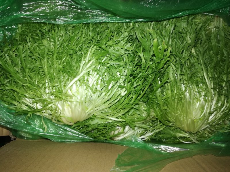 精品白菜，精品叶菜，最好的货源！
