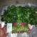精品白菜，精品叶菜，最好的货源！