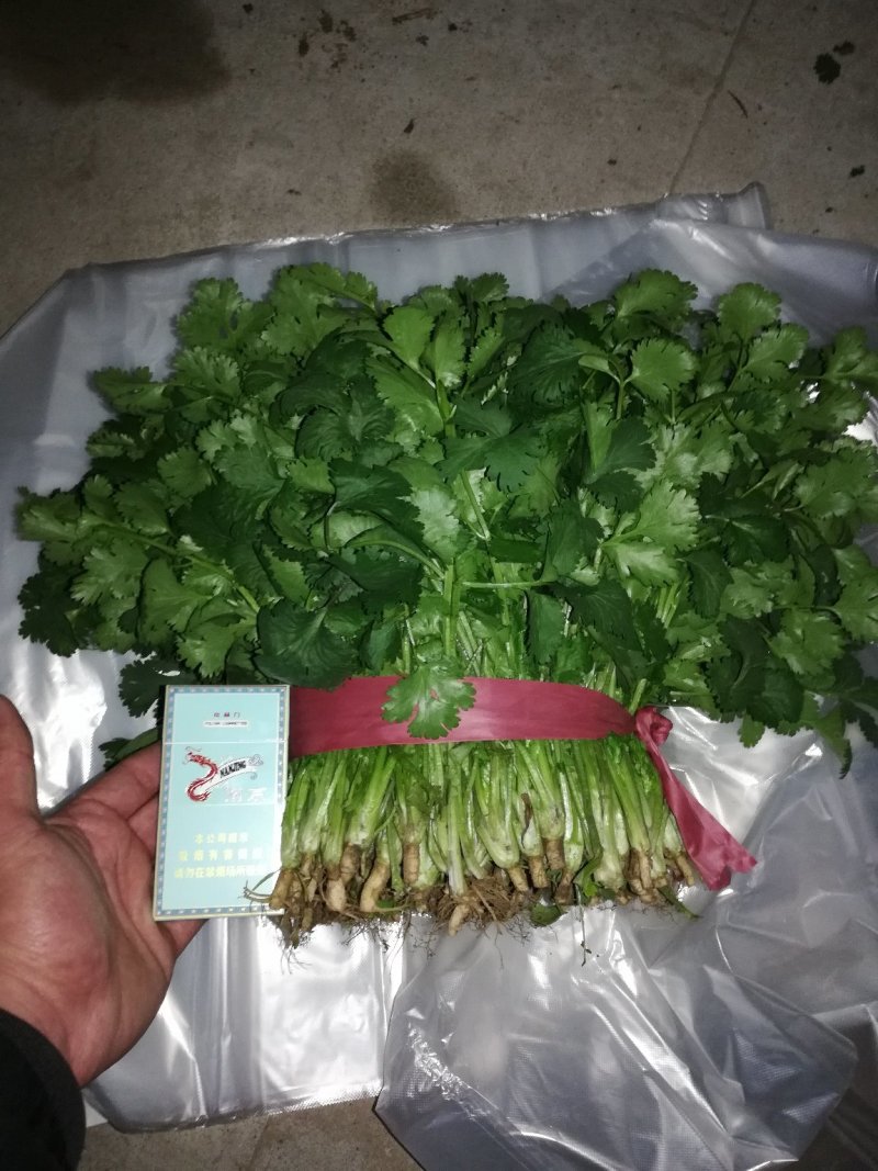 精品白菜，精品叶菜，最好的货源！
