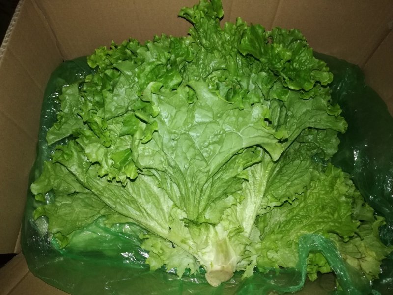 精品白菜，精品叶菜，最好的货源！