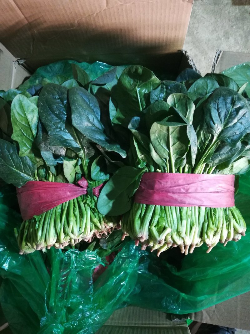 精品白菜，精品叶菜，最好的货源！
