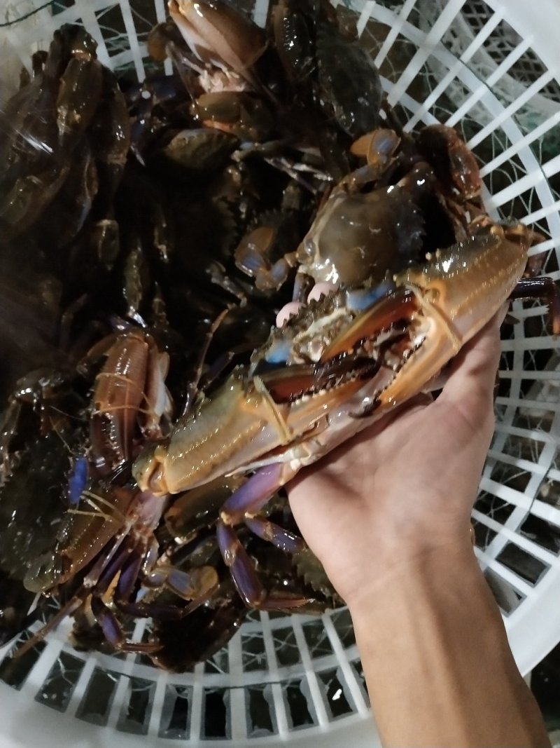石头蟹花盖蟹地笼货成活率高小船货赤甲红大花盖
