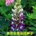 鲁冰花种子多年生净籽6-8斤/亩