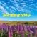 鲁冰花种子多年生净籽6-8斤/亩