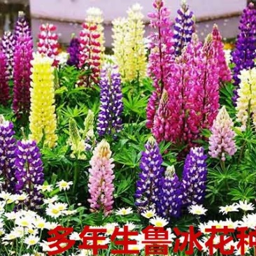 鲁冰花种子多年生净籽6-8斤/亩
