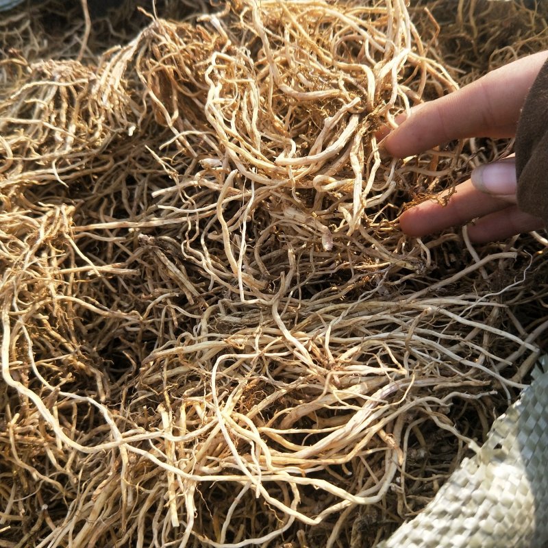 北龙胆，龙胆草各种规格，颜色漂亮东北龙胆草辽宁药材
