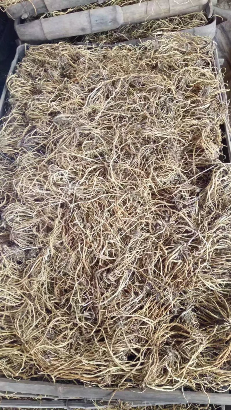 北龙胆，龙胆草各种规格，颜色漂亮东北龙胆草辽宁药材
