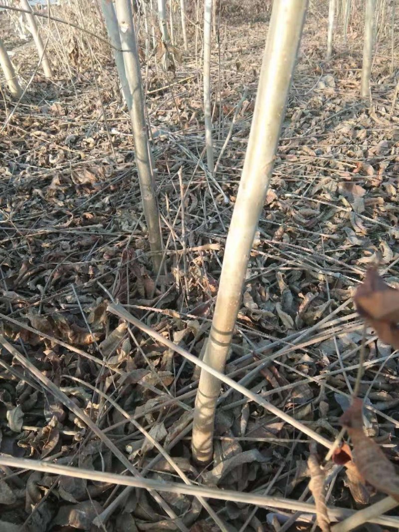 红油香椿苗