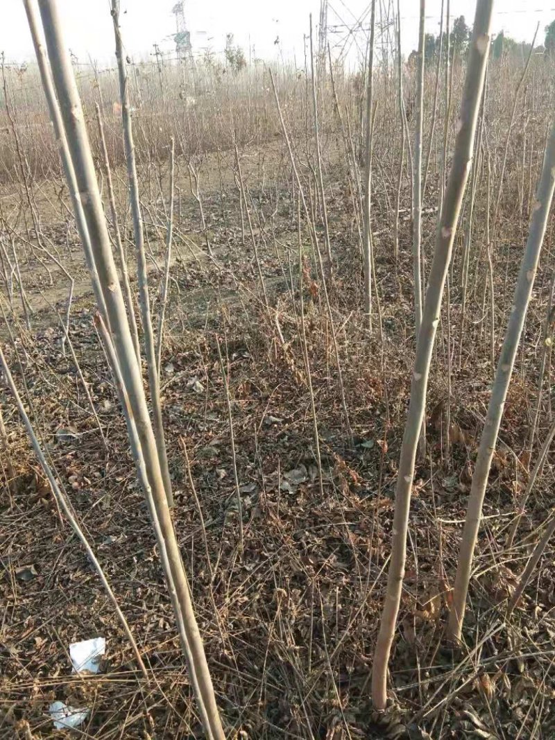 红油香椿苗