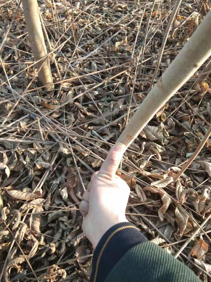 红油香椿苗