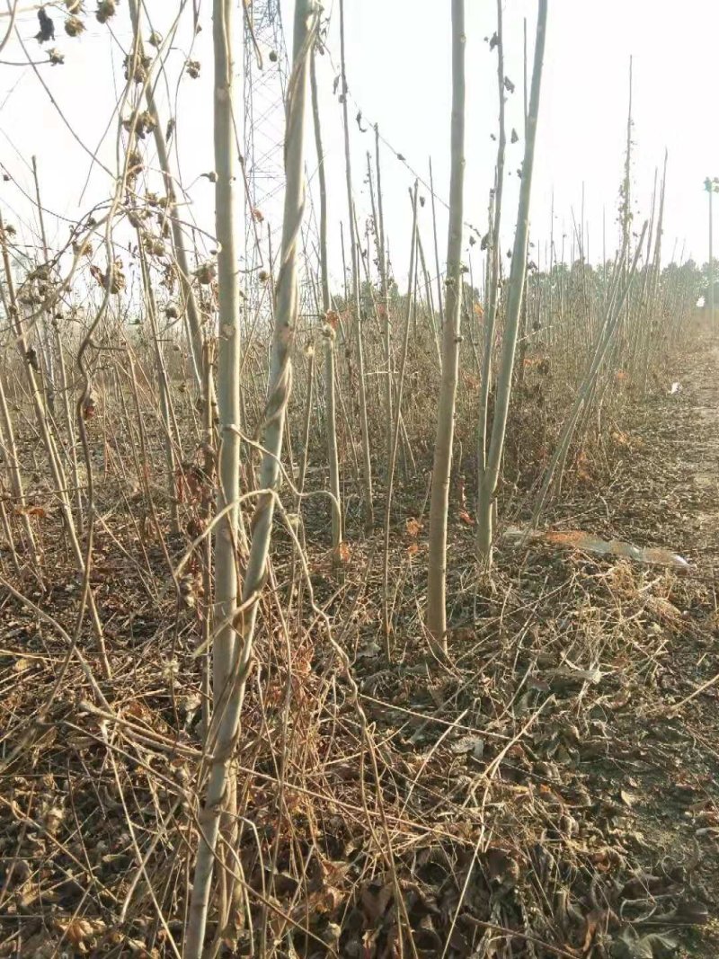 红油香椿苗