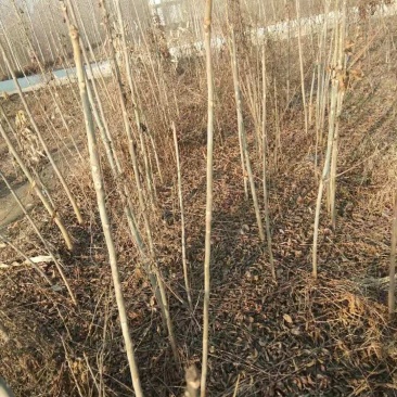 红油香椿苗