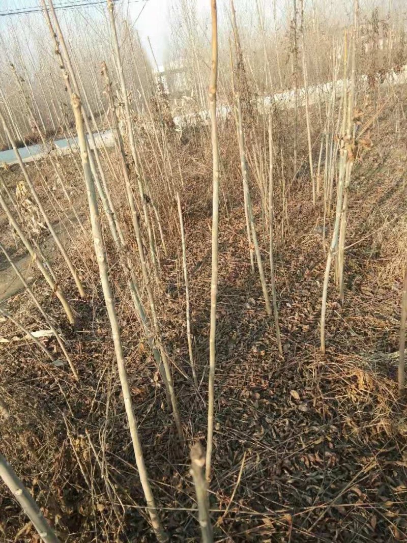 红油香椿苗