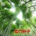 毛竹种子