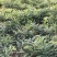 黄精种苗黄精种植基地包技术包回收黄精苗全程技术