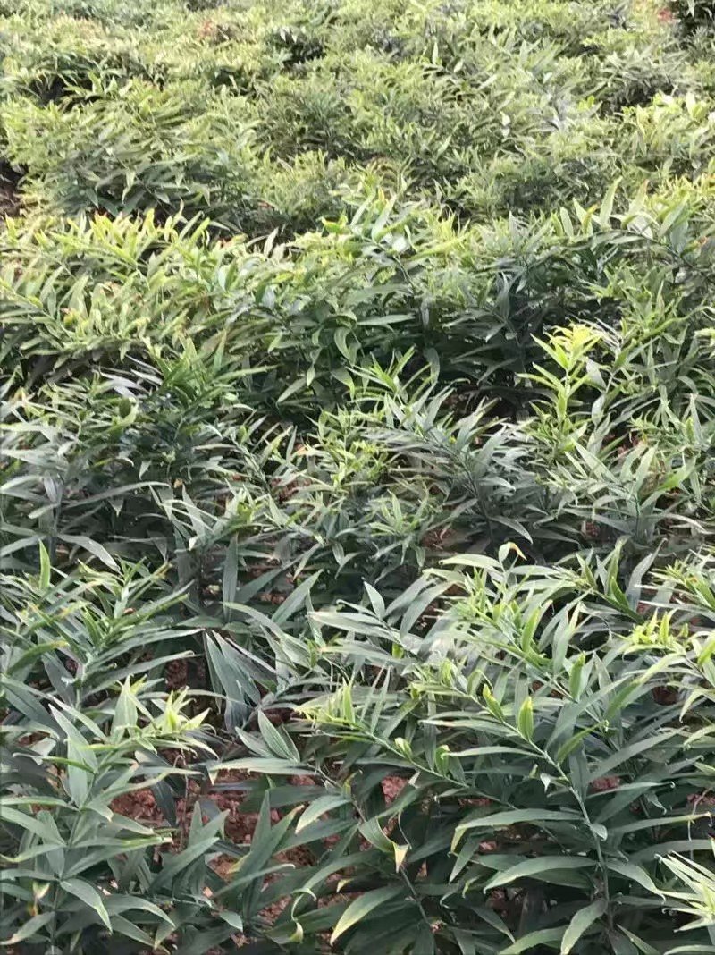 黄精种苗黄精种植基地包技术包回收黄精苗全程技术