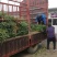 黄精种苗黄精种植基地包技术包回收黄精苗全程技术