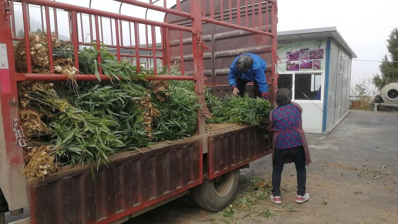 黄精种苗黄精种植基地包技术包回收黄精苗全程技术
