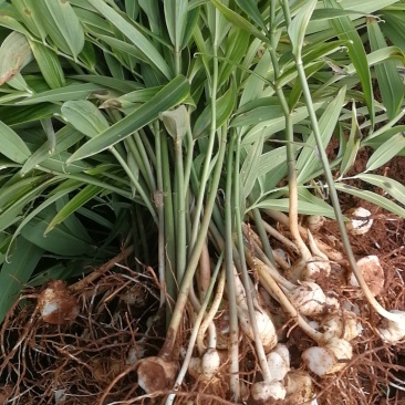 黄精种苗黄精种植基地包技术包回收黄精苗全程技术