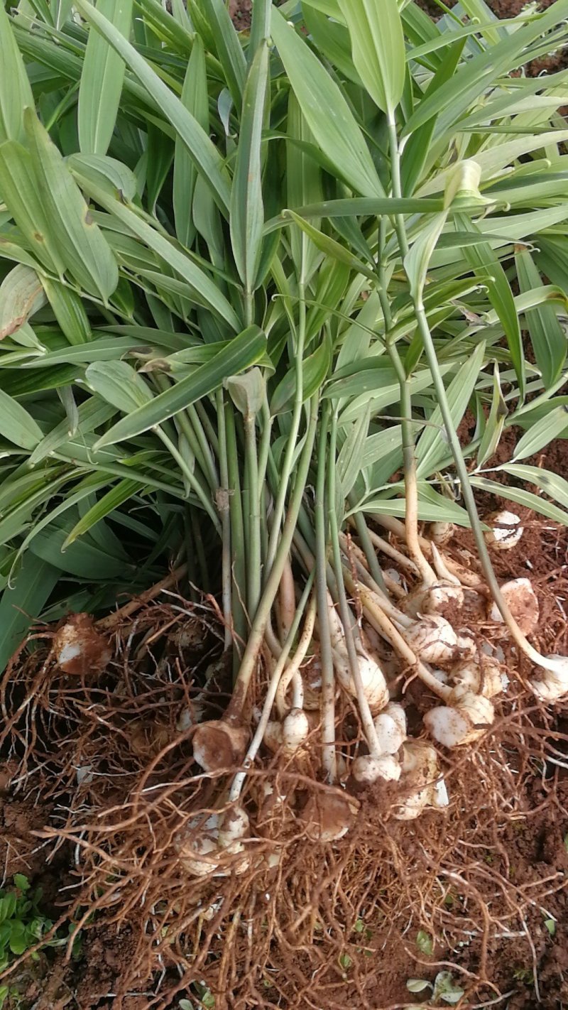 黄精种苗黄精种植基地包技术包回收黄精苗全程技术